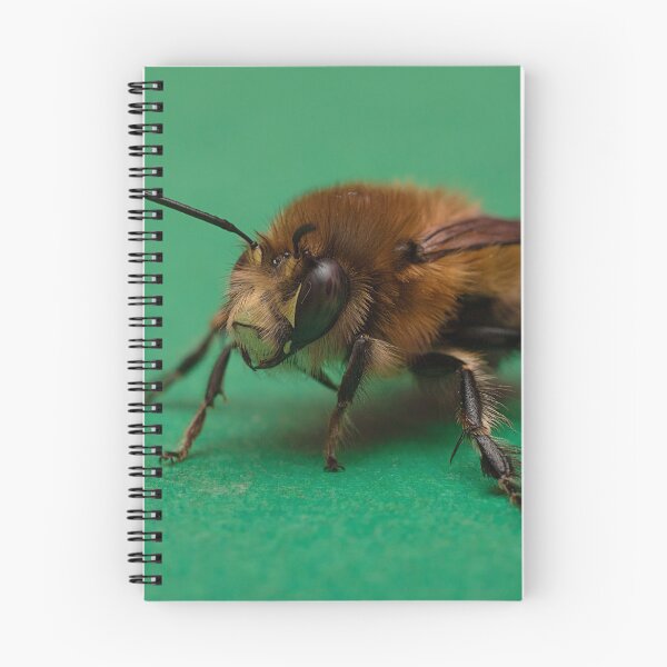 Item preview, Hairy Footed Flower Bee designed and sold by Dan Newton.