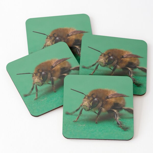 Item preview, Hairy Footed Flower Bee designed and sold by Dan Newton.