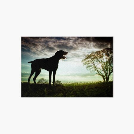 German Wirehaired Pointer Sunset Art Board Print