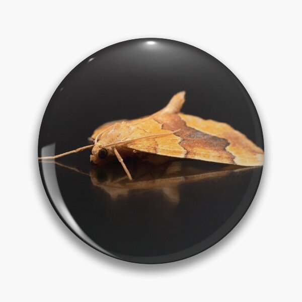 Item preview, Barred Yellow Moth Portrait designed and sold by Dan Newton.