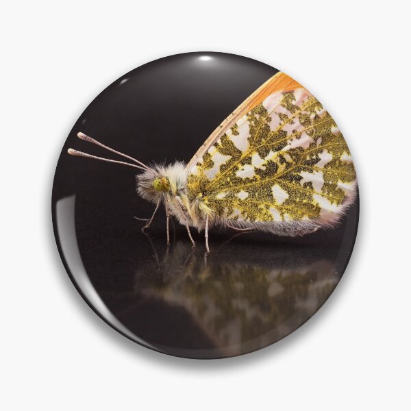 Item preview, Orange-tip Butterfly Portrait designed and sold by Dan Newton.