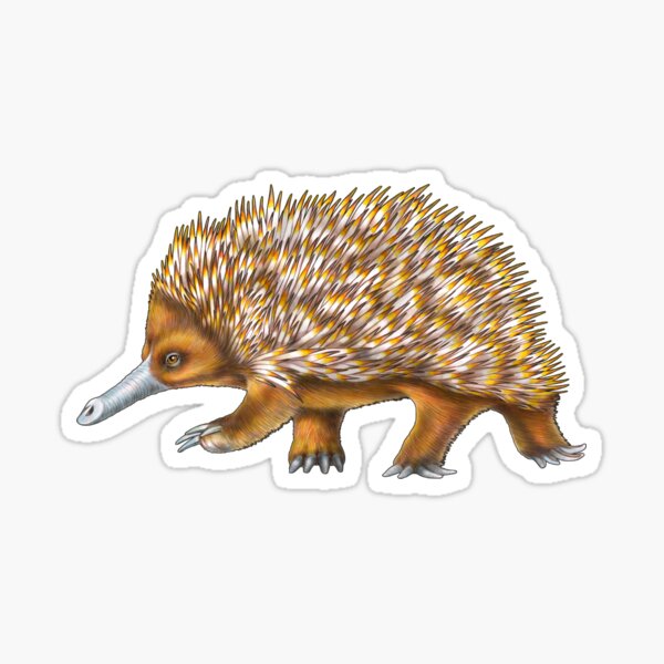 Item preview, Echidna designed and sold by TimJeffsArt.