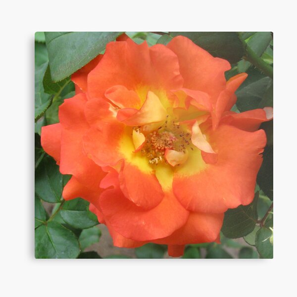'Leonidas' Rose In Full Bloom Metal Print