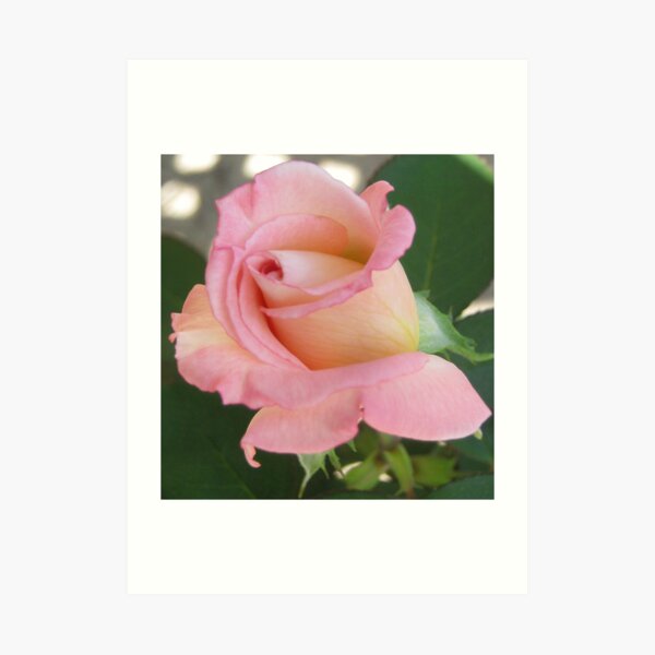 Beautiful Pink Rose Art Print