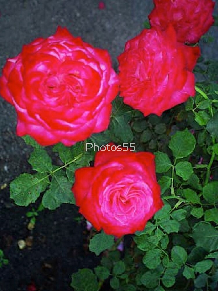 Thumbnail 5 of 5, iPhone Case, 3 Red Roses... designed and sold by Photos55.
