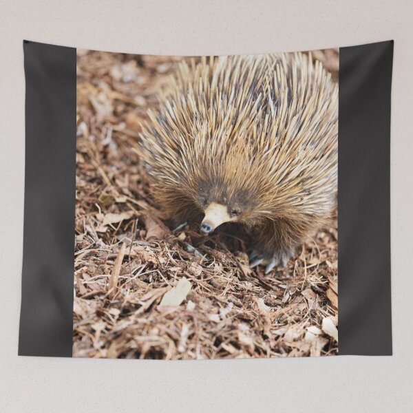 Item preview, Very cute, very prickly, Short-Beaked Echidna designed and sold by imaginethis.