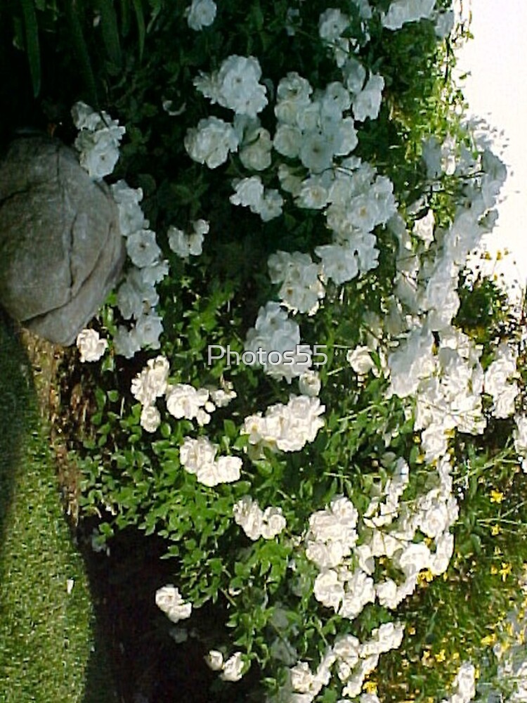 Thumbnail 5 of 5, iPhone Case, White Tea Roses... designed and sold by Photos55.