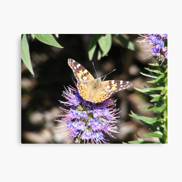 Painted Lady Canvas Print