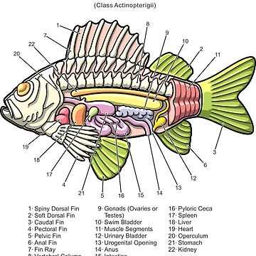 Fish anatomy, Ichthyology anatomy diagram Art Print for Sale by