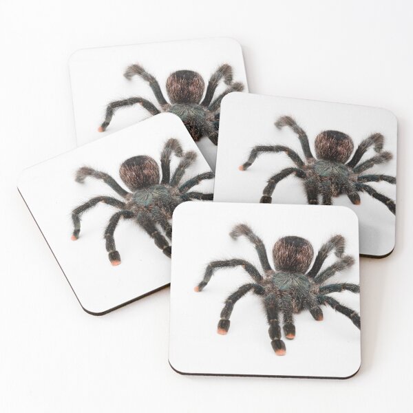 Item preview, A Pink Toe Tarantula (Aviculara Aviculara) designed and sold by Ben Gingell.