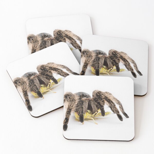Item preview, A Honduran Curly Hair Tarantula designed and sold by Ben Gingell.