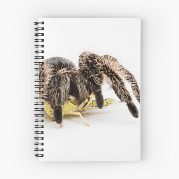 Item preview, A Honduran Curly Hair Tarantula designed and sold by Ben Gingell.