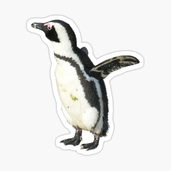Item preview, Cute Penguin Boulders Beach, Cape Town, South Africa designed and sold by worldways.