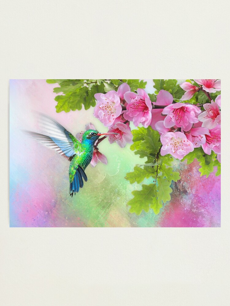 Impression Photo Colibri Et Fleur De Cerisier Veuillez Lire La Description Par Moragbates Redbubble