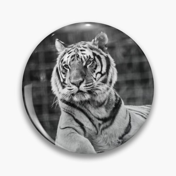 Item preview, Black & White Tiger designed and sold by LauraKCaldPhoto.