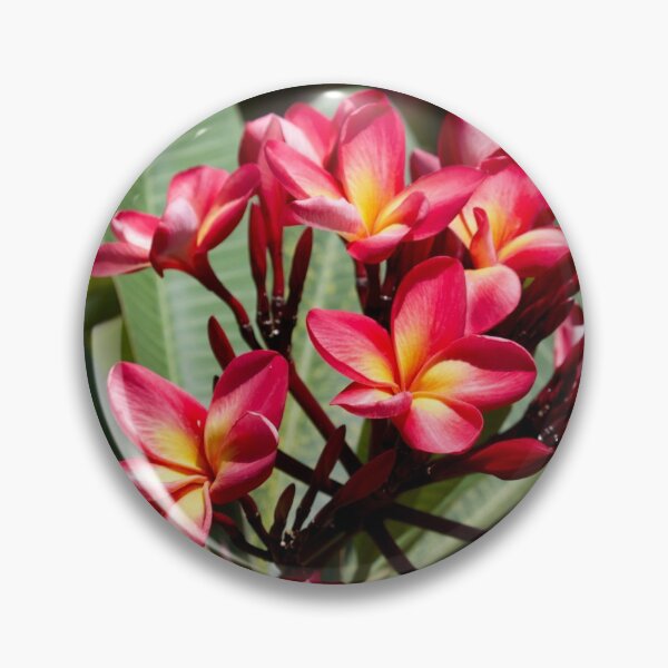 Item preview, Red Frangipani blooms  designed and sold by MargsNaturePix.