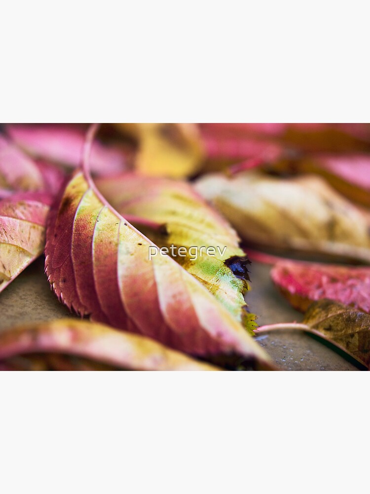 Day 121 - 8th November 2011 by petegrev