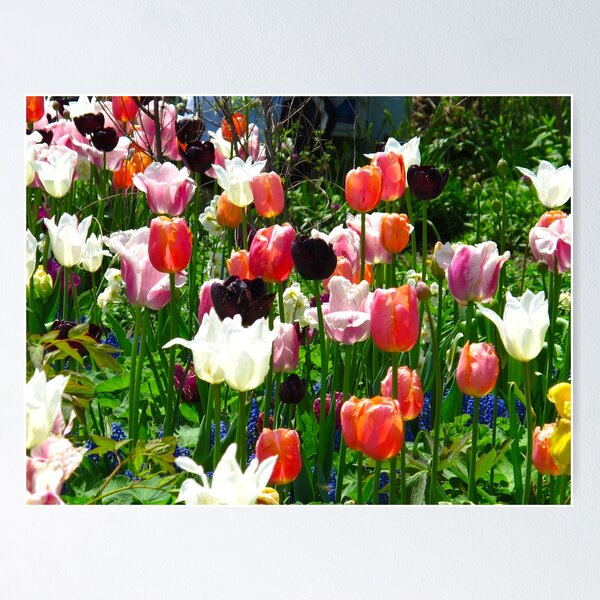 Artikelvorschau, Tulip dreamtime entworfen und verkauft von MarianBendeth.