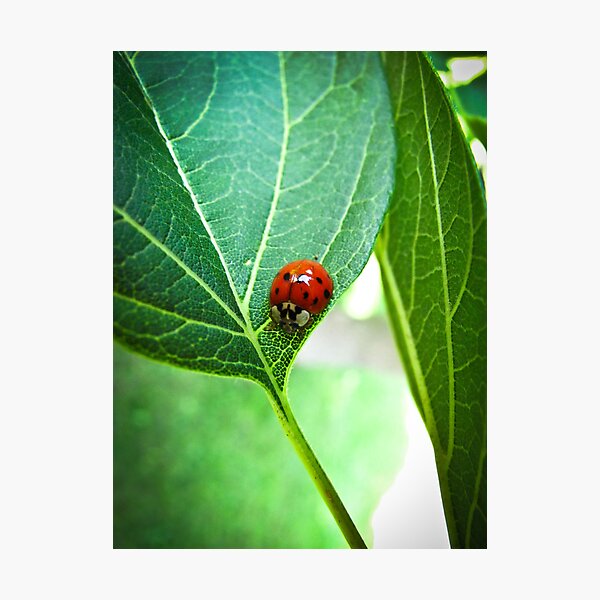 Item preview, Ladybug3 designed and sold by Sheri Schluter.