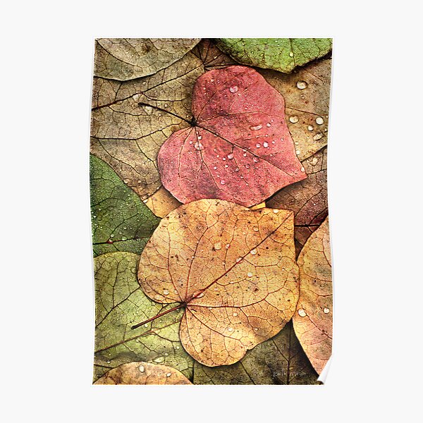 Redbud Leaves Poster