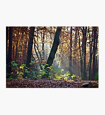 Views: 872 ★★★★★ . Have You Ever Seen the Paradise ? God Bless Love of Life & Autumn Amen ! Dedicated to Love & Phil Collins - Another Day in Paradise. Пусть Бог не последний, СПАСИБО ! Photographic Print