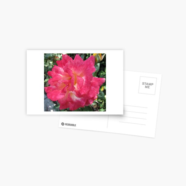Pink And White Beauty Postcard
