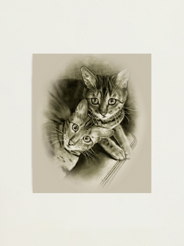 Sketch of a Kitten by Craig Tracy  Kitten drawing Cats art drawing Cat  sketch