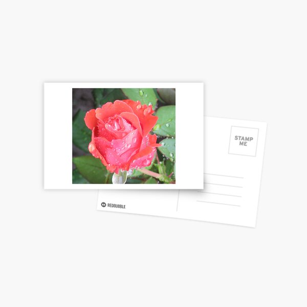 Coral Rose Getting Wet Postcard