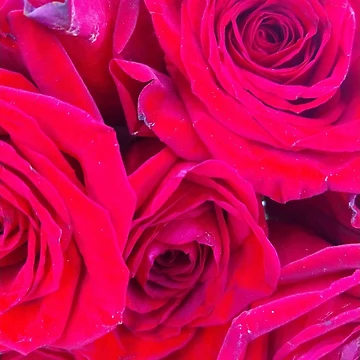 Artwork thumbnail, Graphic Roses by Caitlin Teasdale