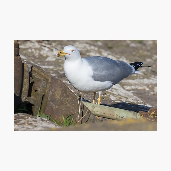 Yellow Legged Gull Photographic Print