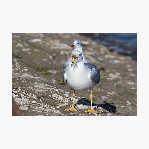 Yellow Legged Gull Photographic Print