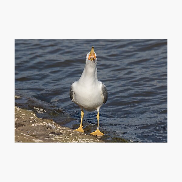 Yellow Legged Gull Photographic Print