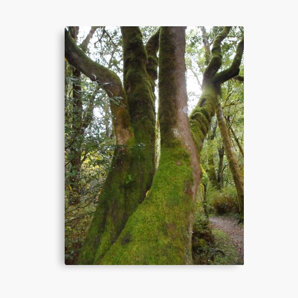 When Trees Dance Canvas Print