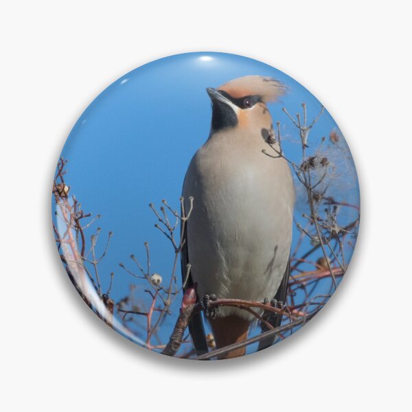 Item preview, Waxwing designed and sold by LaurenTucker.