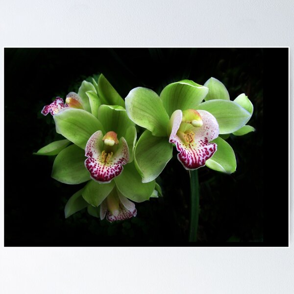 Item preview, Cymbidium Orchid Duet designed and sold by Jessica Jenney.