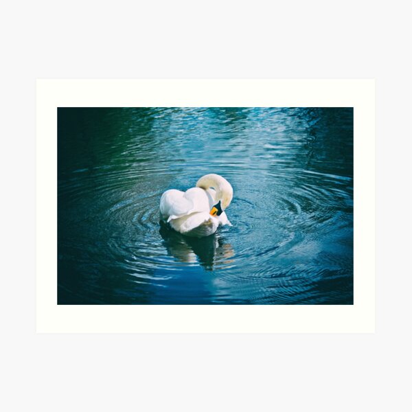 Lone Swan - 28/04/15 Art Print