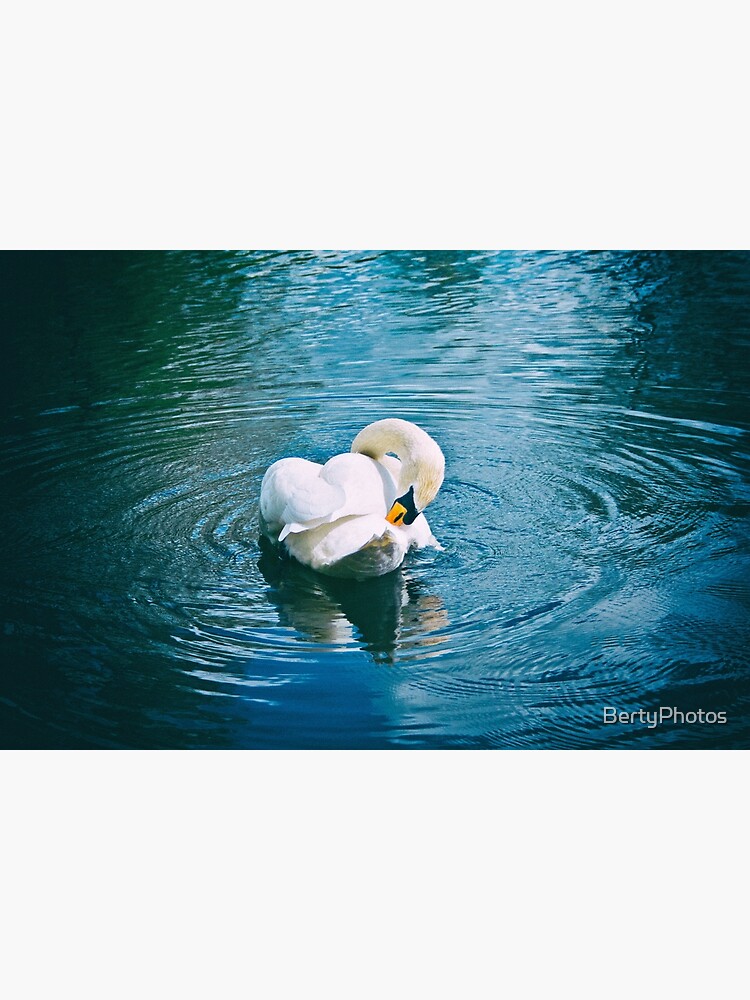 Lone Swan - 28/04/15 by BertyPhotos