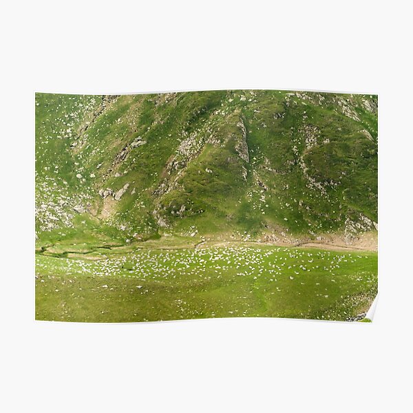Sheep Poster