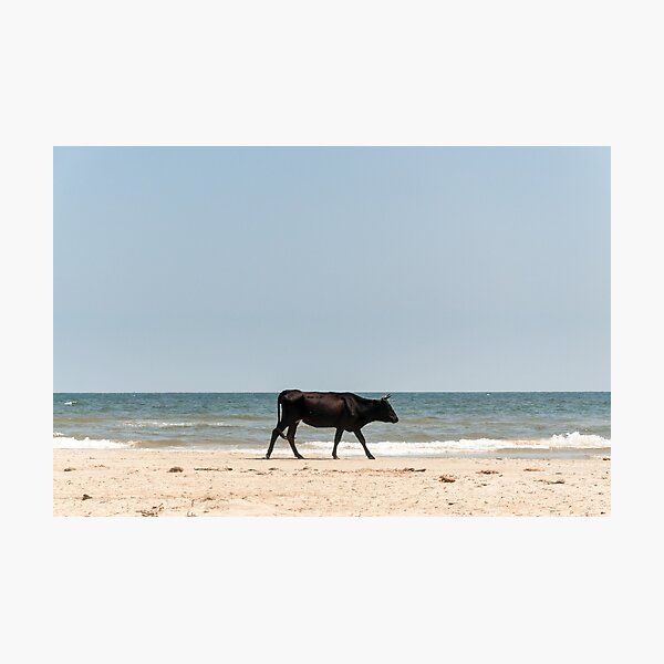 Black Cow Photographic Print