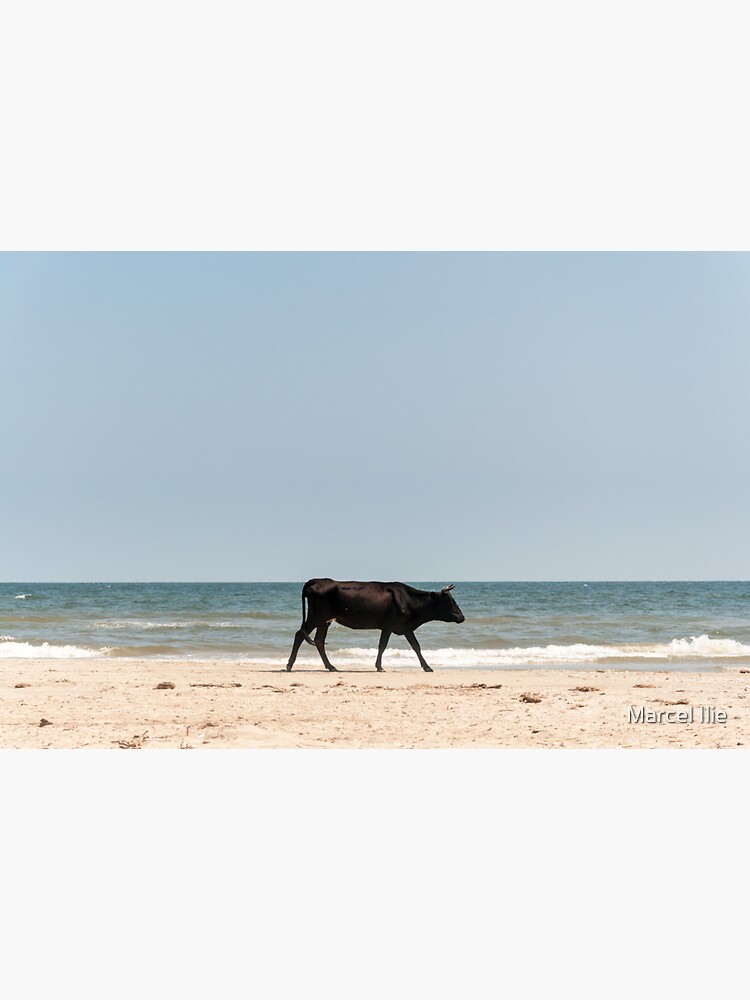 Black Cow by imaruseru