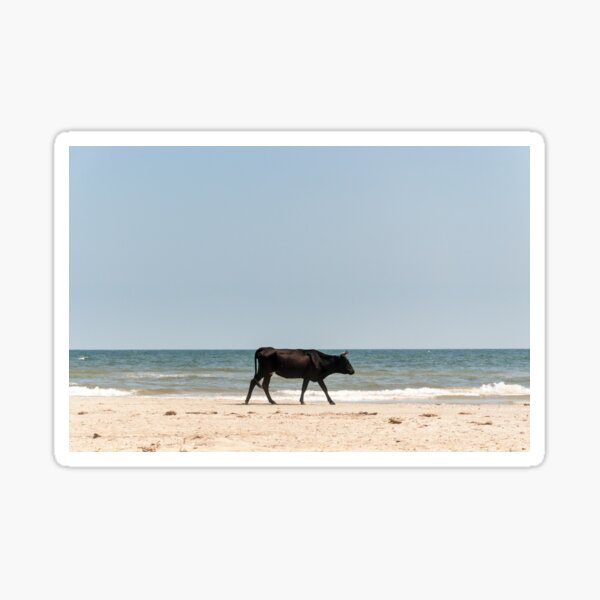 Black Cow Sticker