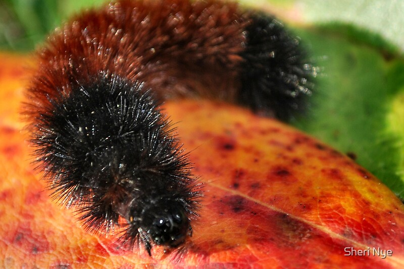 download the wooly caterpillar