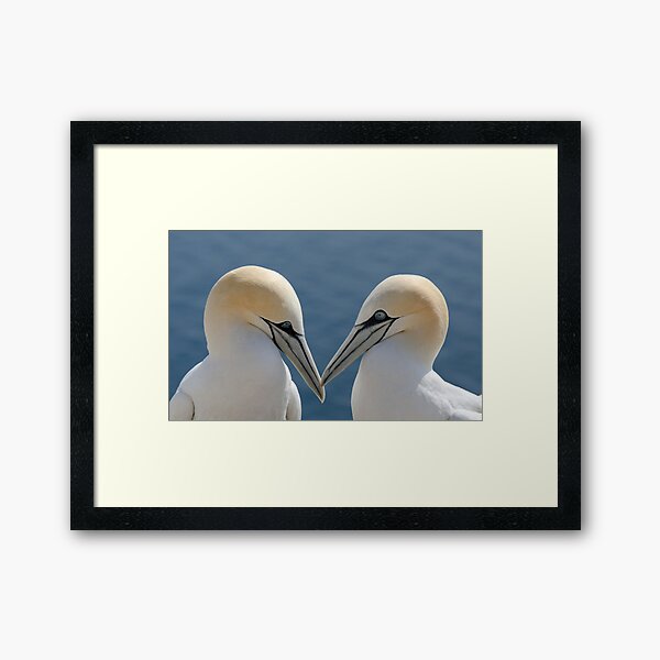 Vista previa del artículo con la obra «Bass Rock Gannets», diseñado y vendido por Chris McIlreavy.