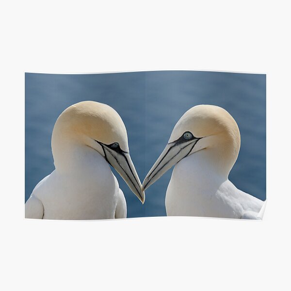 Bass Rock Gannets Poster