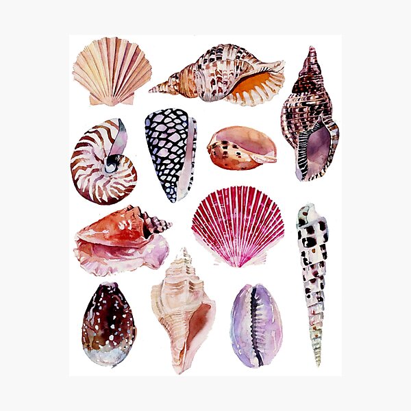 Item preview, She sells sea shells at the sea shore designed and sold by Mars Babe.