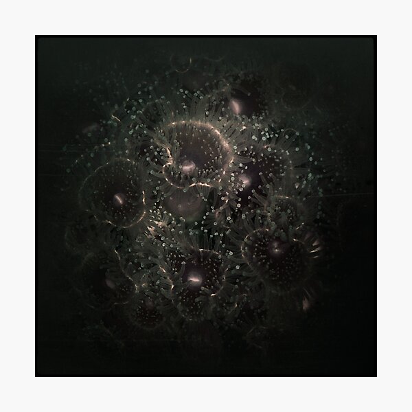 Item preview, flowers of the sea designed and sold by Jill Auville.