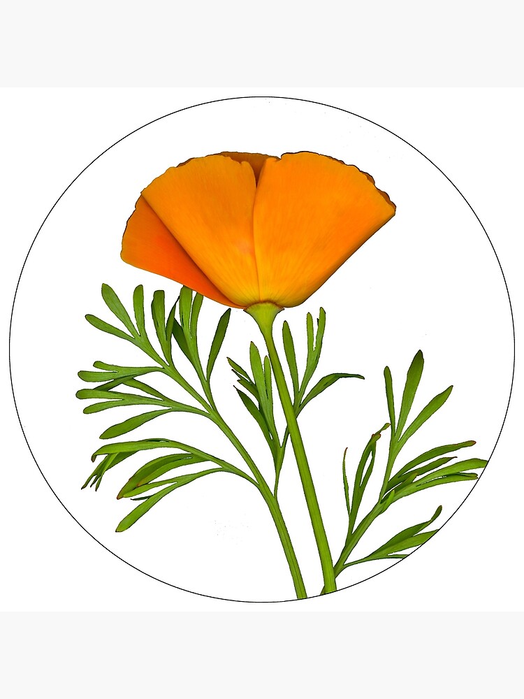 California Golden Poppy Digital Patch