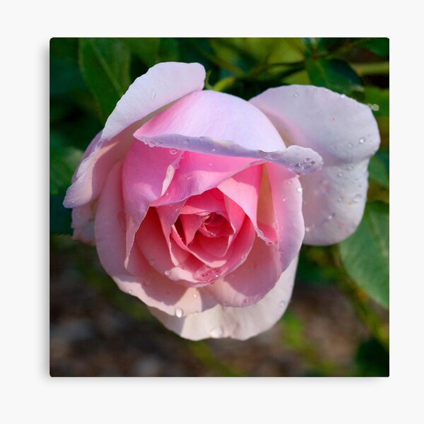 Pink rose Canvas Print