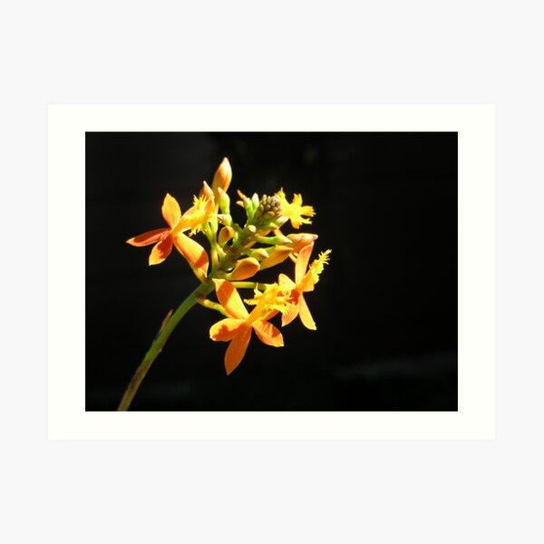 Yellow orchid with dark background Art Print