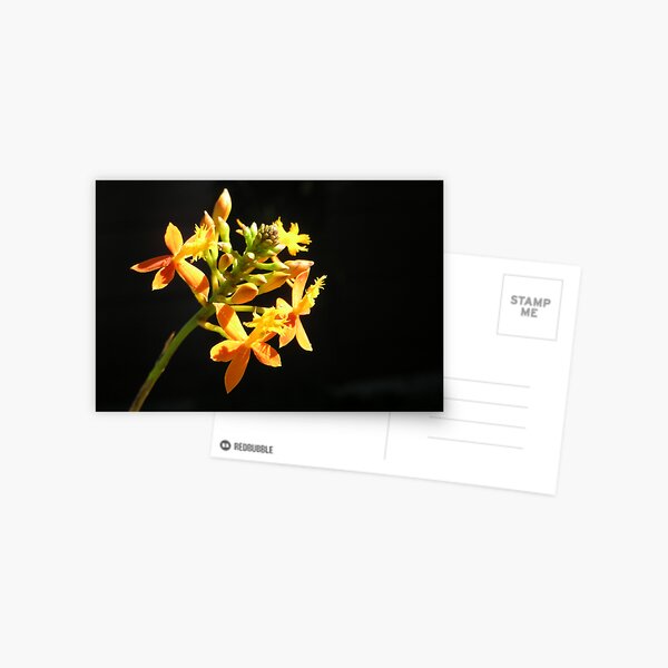 Yellow orchid with dark background Postcard
